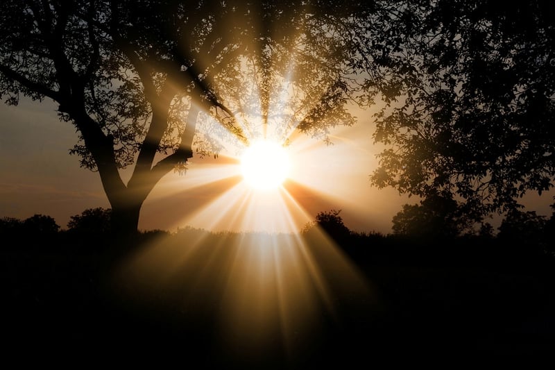 Sunlight in Forest